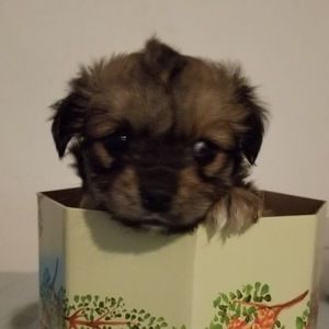 Meet your Posher, Roxanne